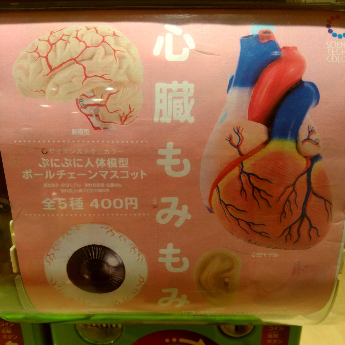 心臓構造模型A型 京都科学♡ 心臓構造模型A型 京都科学♡
