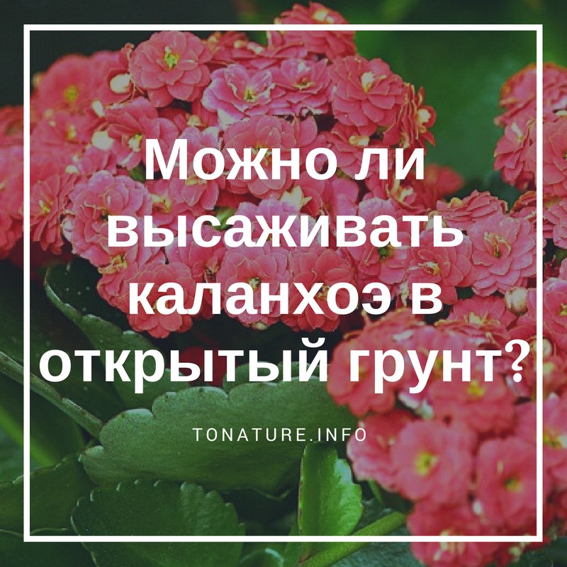 МОЖНО ЛИ ВЫСАЖИВАТЬ КАЛАНХОЭ В ОТКРЫТЫЙ ГРУНТ?

tonature.info/mozhno-li-vyis…

#toNatureInfo #КомнатныеРастения #Суккуленты #Растения #Каланхоэ #ВыращиваниеКаланхоэ #ОткрытыйГрунт #Посадка #Пересадка #Цветоводство