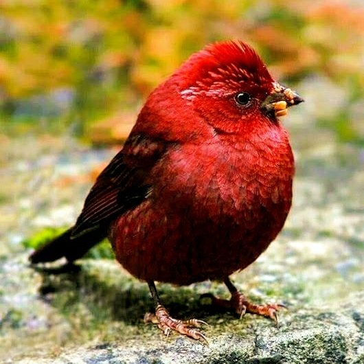 ♦️