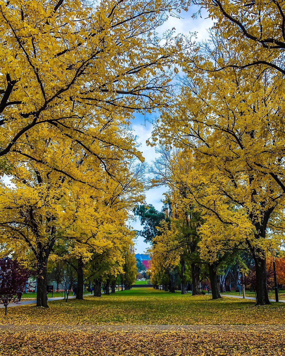 arachchistyle's tweet photo. Autumn carries more gold in its pocket than all the other seasons... 🍂🍁💛🧡
•
Follow us on Twitter 👉🏻 @arachchistyle
•
#autumn #autumnvibes #autumnphoto #autumncolors #autumnphotography #autumngold #autumncanberra #canberra #capitalterritory #livinginaustralia #australia https://t.co/RFMTqZnrF6