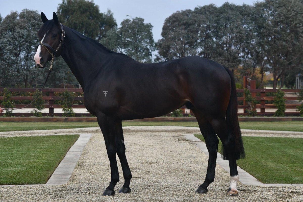 New Conformation Photos Page 160 Horse Racing Forum USA