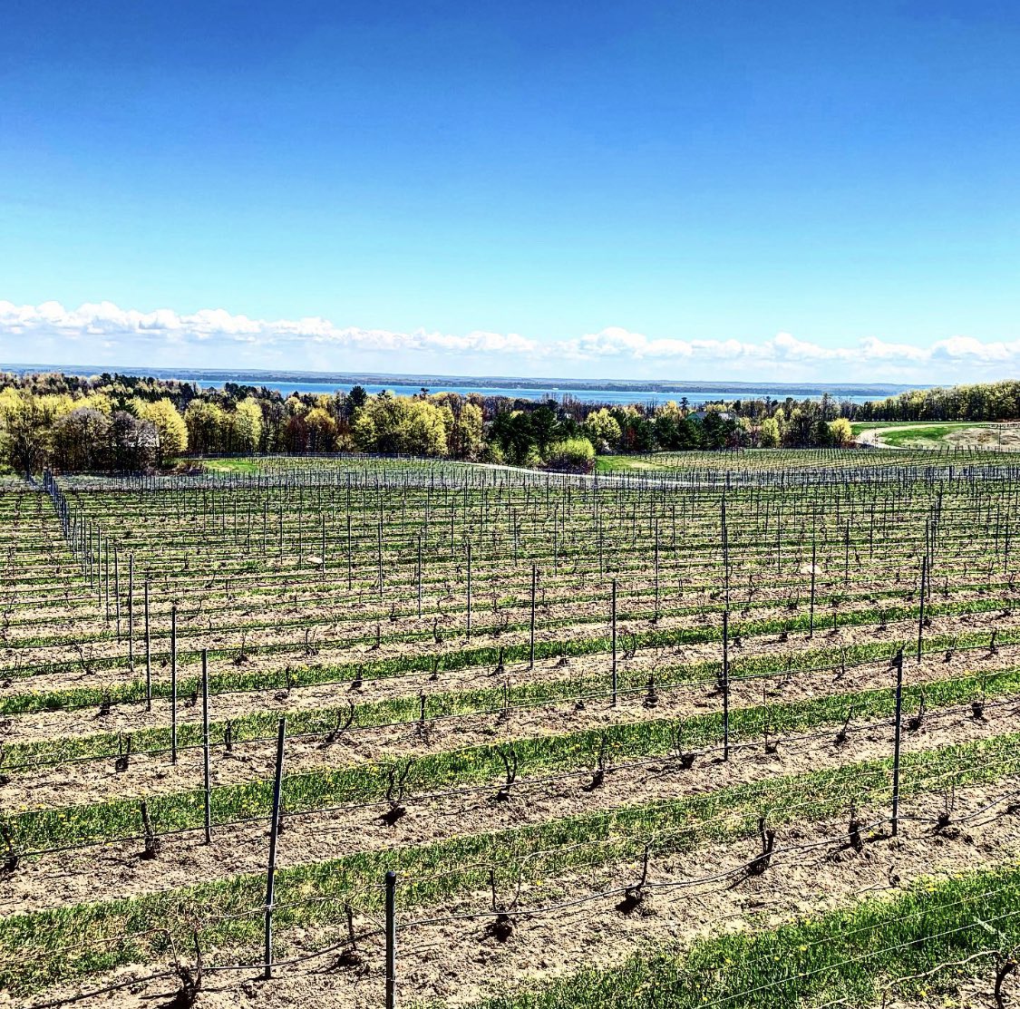 Check out our new blog post - Meet Michigan’s Old Mission &amp; Leelanau Peninsulas, the Napa &amp; Sonoma of the Midwest - 👉 winedestinations.co/blogs/winedest…. Pic by <a href="/WineDesTnations/">Wine Destinations</a>. CC: <a href="/damewine/">Cathrine Todd</a> <a href="/winewankers/">The Wine Wankers 🍾🤛🎉🥂</a> <a href="/TheFermtdFruit/">The Fermented Fruit</a> <a href="/KellyMitchell/">Kelly Mitchell #TheWineSiren</a> <a href="/amylieberfarb/">Amy Lieberfarb</a> <a href="/JMiquelWine/">Julien Miquel #Wine</a> <a href="/WineriesOfOMP/">Old Mission Peninsula Wine Trail</a> <a href="/CGTWines/">ChateauGrandTraverse</a>