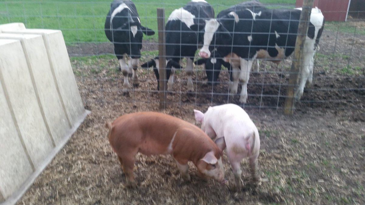 Tim_Ford72's tweet image. The newest members of the family. #FarmLife