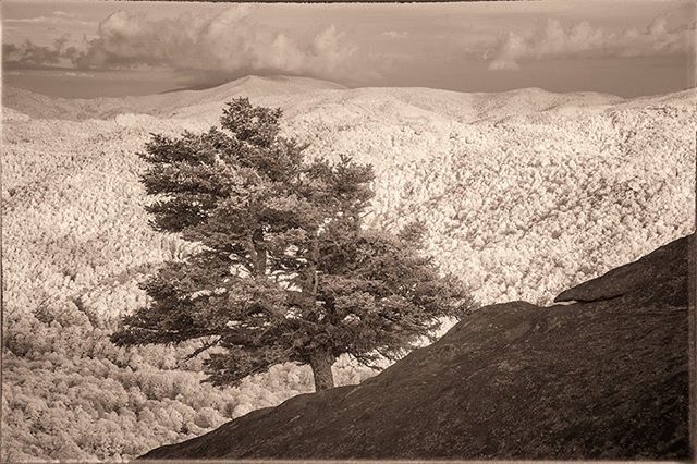 ttsweet's tweet photo. Cliffside sentinel
Grandfather mountain NC
#infraredphotography #infrared_images #creativeir #ig_infrared #infraredworld #infraredphoto #infraredcamera #irphoro #irfilter #convertedcamera #bnw #blackandwhite #infraredblackandwhite #nikonD800 #720nm #ir7… https://t.co/z9eEatf5vt https://t.co/FzCOYCZ5ZE