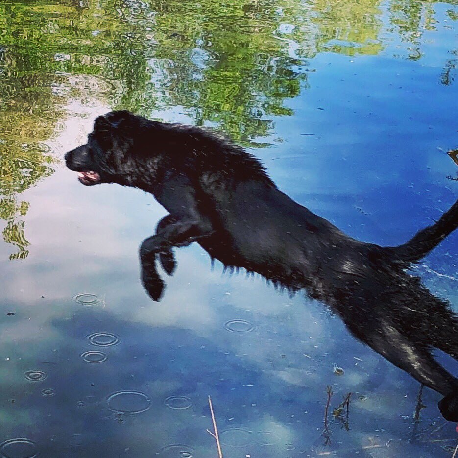 AntlerPoint's tweet photo. “I believe I can fly .....” River hitting the water hard, showing his drive. #apgundogs #antlerpointgundogs #waterdog #gundog #birddog #sheddog #blacklab #blacklabsrule https://t.co/VvSdHv6Y5x