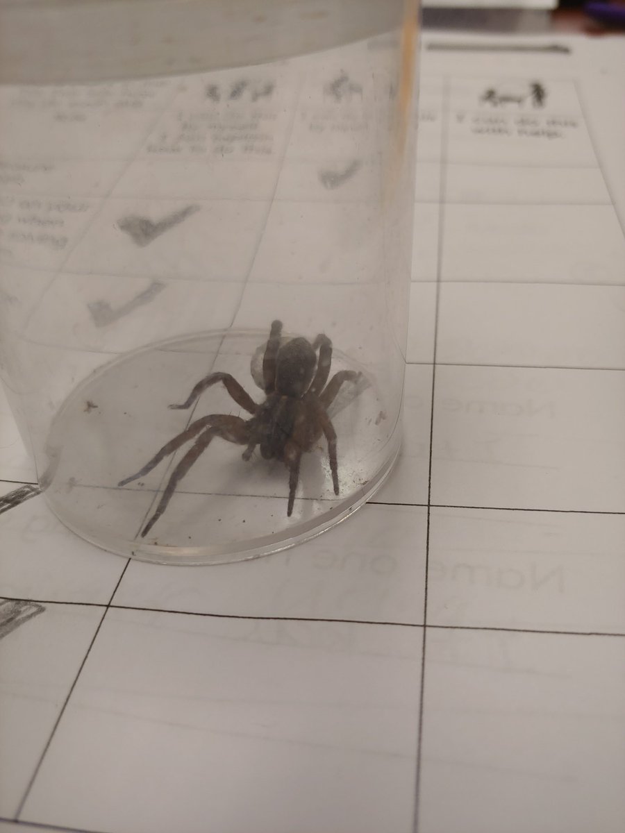 KarynSinn's tweet photo. Unexpected visitor the last couple days of school. So glad the egg sack did not hatch. #hclsindy #hclsteach #1stchat https://t.co/hpvFST2y4D
