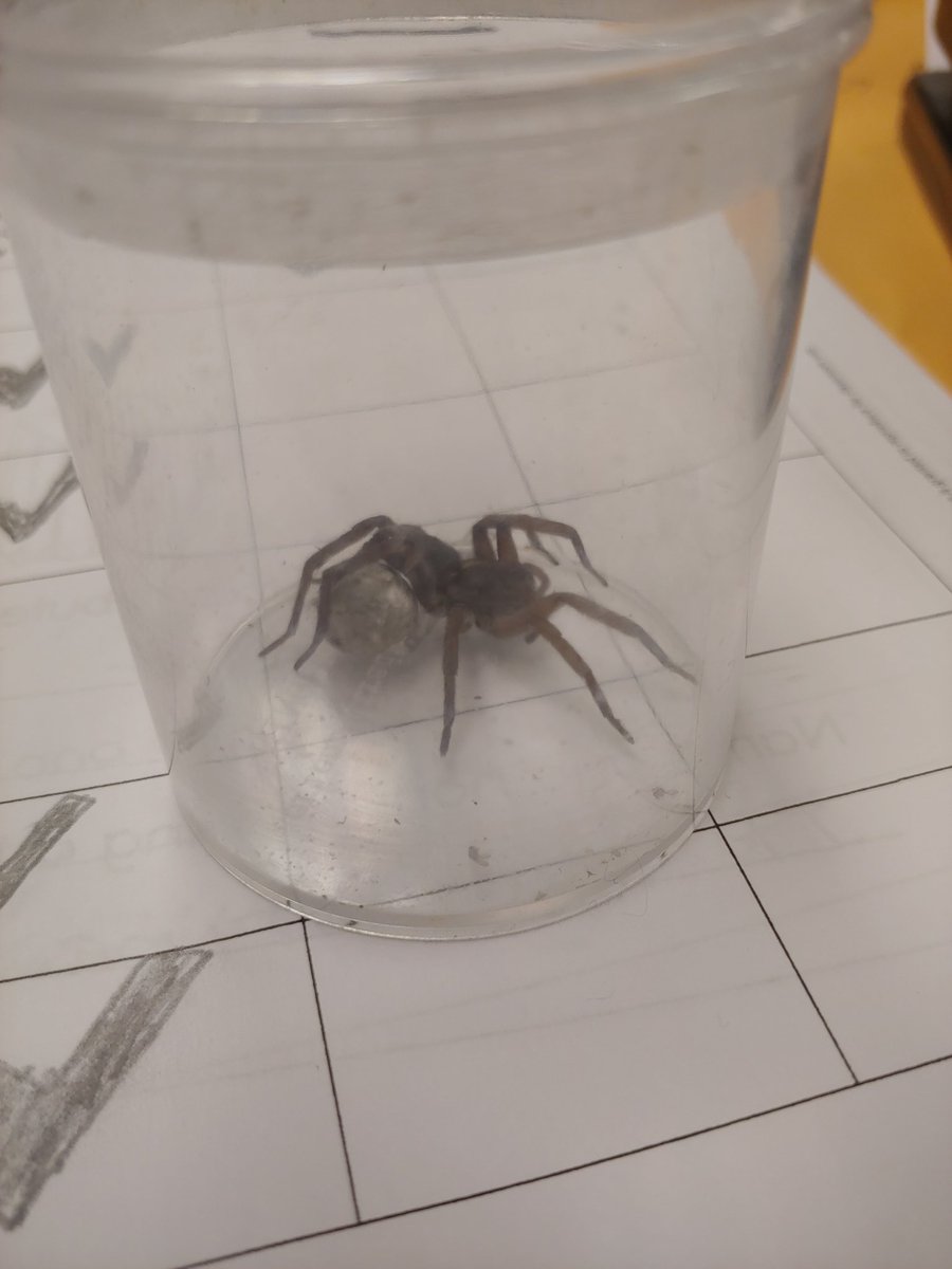 Unexpected visitor the last couple days of school. So glad the egg sack did not hatch. #hclsindy #hclsteach #1stchat