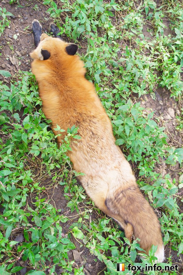 キツネ写真館 きつね飼養中さんの人気ツイート いいね順 ついふぁん