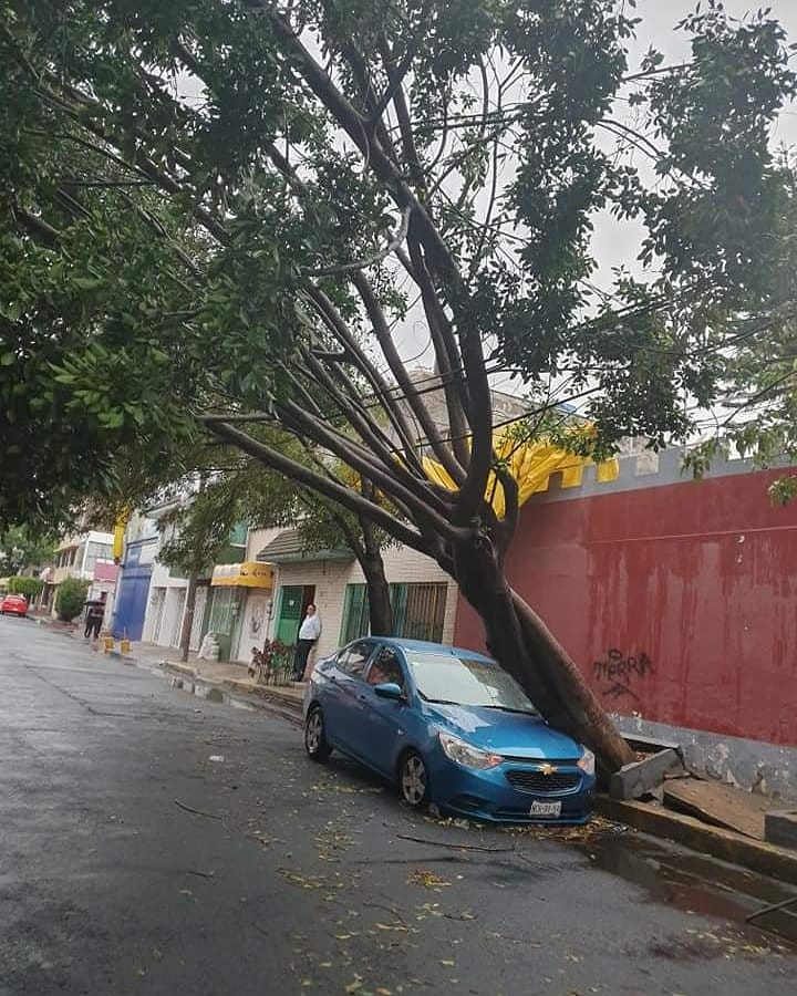 CI_CDMX's tweet photo. #Entérate 
Se registra la #Caída de un #Árbol el cual #Daña un #Vehículo particular que se encontraba estacionado en #Oriente251-A esquina avenida #Sur12, colonia @enlaOriental @IztacalcoAl.

La zona ya se encuentra acordonada.

#TómeloEnCuenta.

@ciemergencias https://t.co/s5Q2ZyWviW