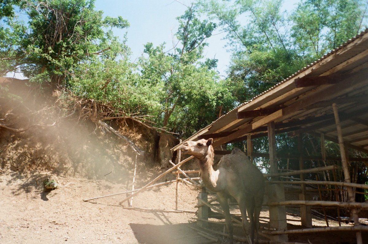 _saaammyyy's tweet photo. Sharing some of my film photos on instagram 🎞 • #filmisnotdead #35mm #filmphotography ✨ https://t.co/dpzZxPoUF9