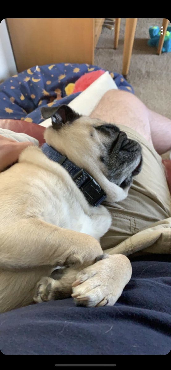 PebblesPug's tweet photo. Zen mode https://t.co/H7rvGDvM5y