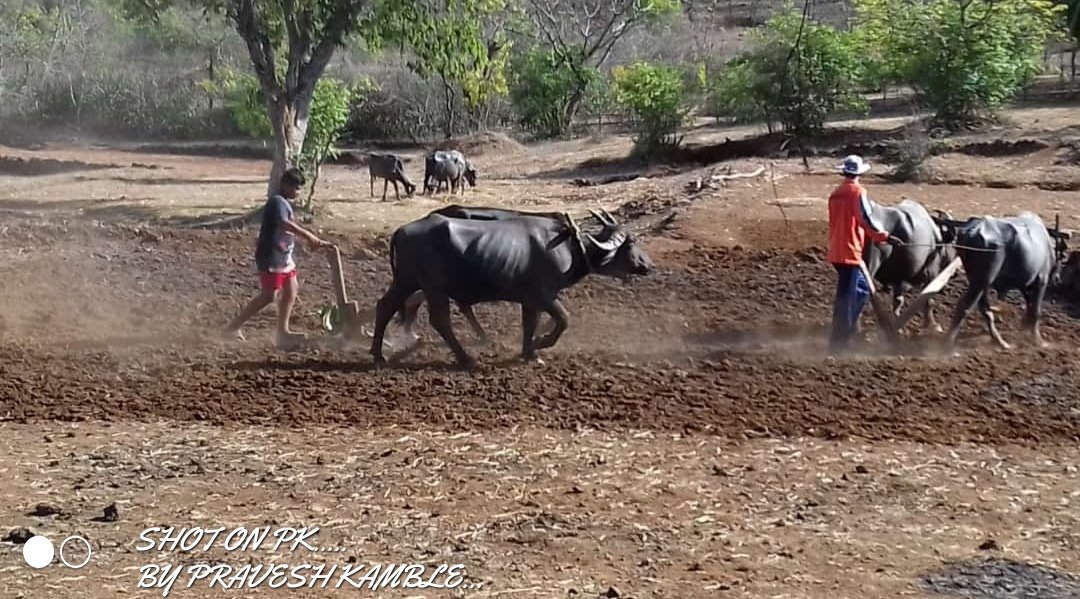 पेरणी सुरु....