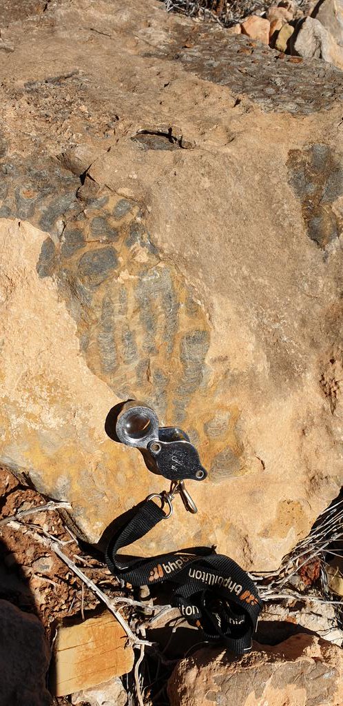 VeetheRockChick's tweet photo. This would have to be the most amazing wall of #Stromatolites nd #bioherms I have ever seen featuring the Acaciella australica assemblage in the #Tonian Loves Creek Formation #AmadeusBasin #geology #feildwork https://t.co/nb5SHZ9hWz