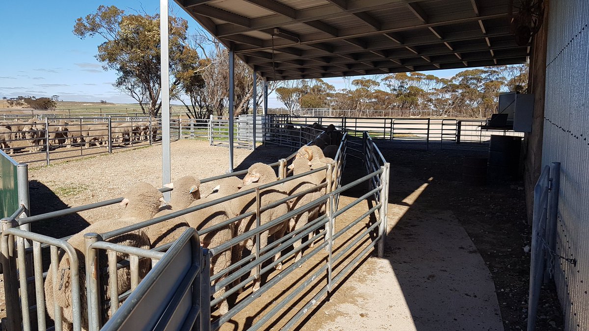 Big day's ram classing on Wednesday. Great to see some big numbers with high accuracy. #KarawathaPark <a href="/ClassingsLtd/">CLASSINGS P/L</a> <a href="/BreedElite/">BreedELITE</a>