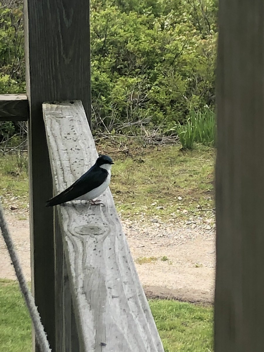 Got to observe this beautiful tree swallow on my second to last day at Appledore. I’ll miss this beautiful place! #SMLBirds