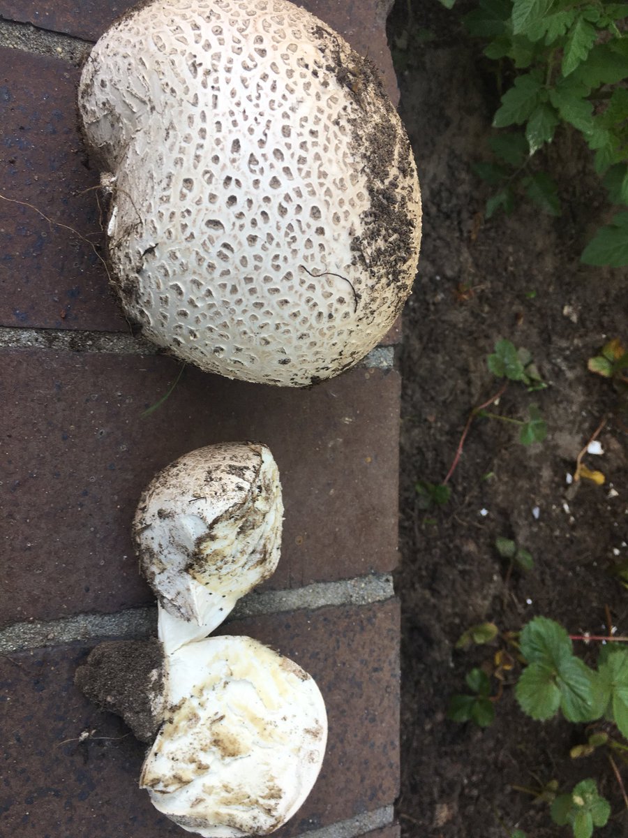 Is this a puffball mushroom I just mutilated? #Puffballmushroom #calvatiagigantea #mushroom #gardeners