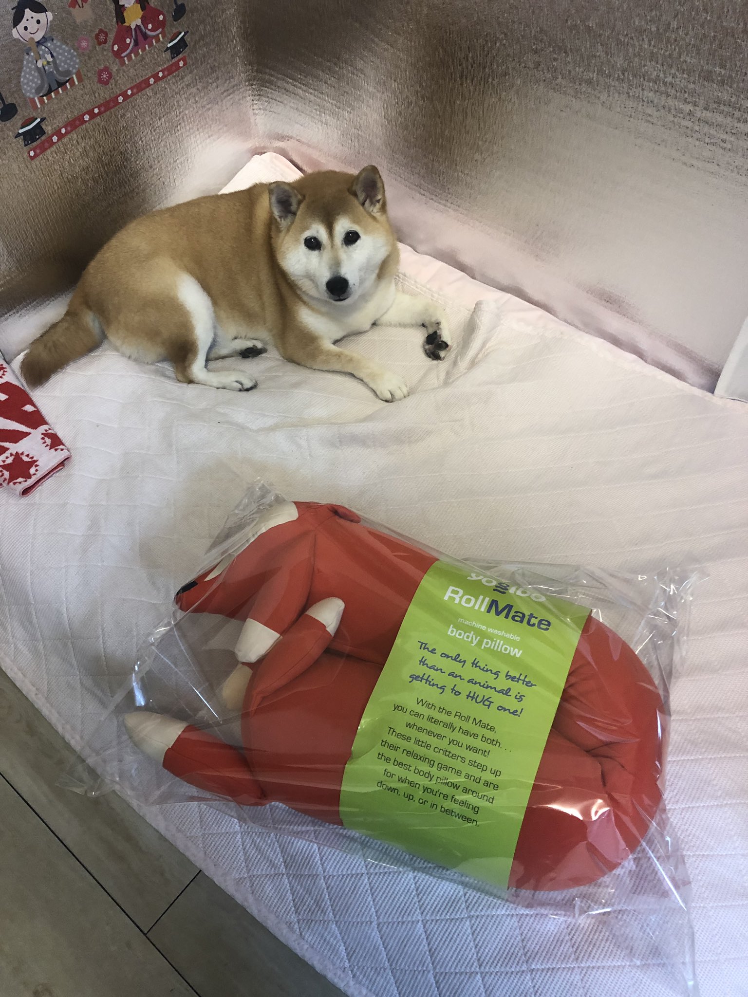 تويتر 柴犬こゆき 台湾から帰国しました على تويتر ヨギボー当たった Yogibo ありがとうございます O ﾟ ﾟ O 希望のrollアニマルが届きました 抱き心地良くて イッヌも気に入っております T Co 2zrbrnub