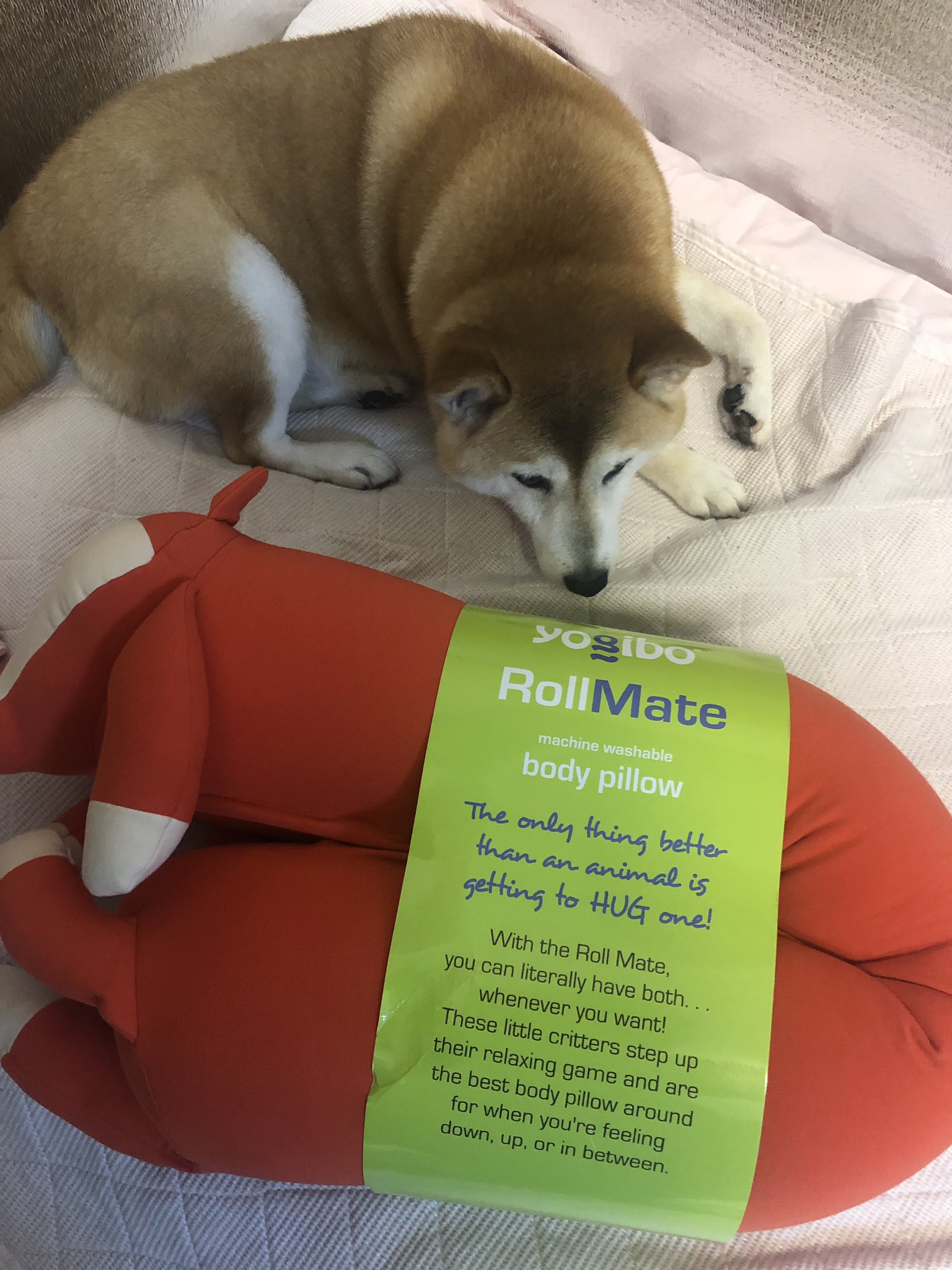 تويتر 柴犬こゆき 台湾から帰国しました على تويتر ヨギボー当たった Yogibo ありがとうございます O ﾟ ﾟ O 希望のrollアニマルが届きました 抱き心地良くて イッヌも気に入っております T Co 2zrbrnub