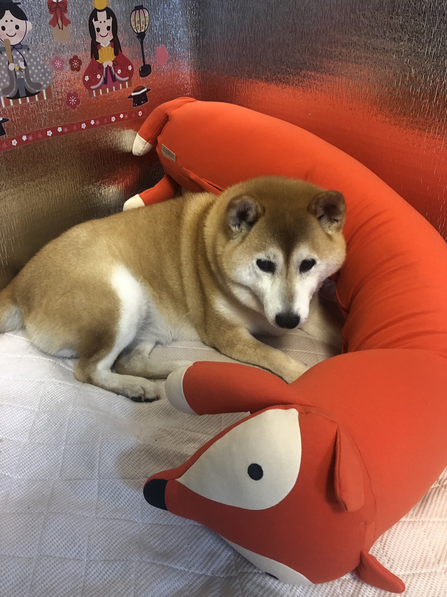 تويتر 柴犬こゆき 台湾から帰国しました على تويتر ヨギボー当たった Yogibo ありがとうございます O ﾟ ﾟ O 希望のrollアニマルが届きました 抱き心地良くて イッヌも気に入っております T Co 2zrbrnub