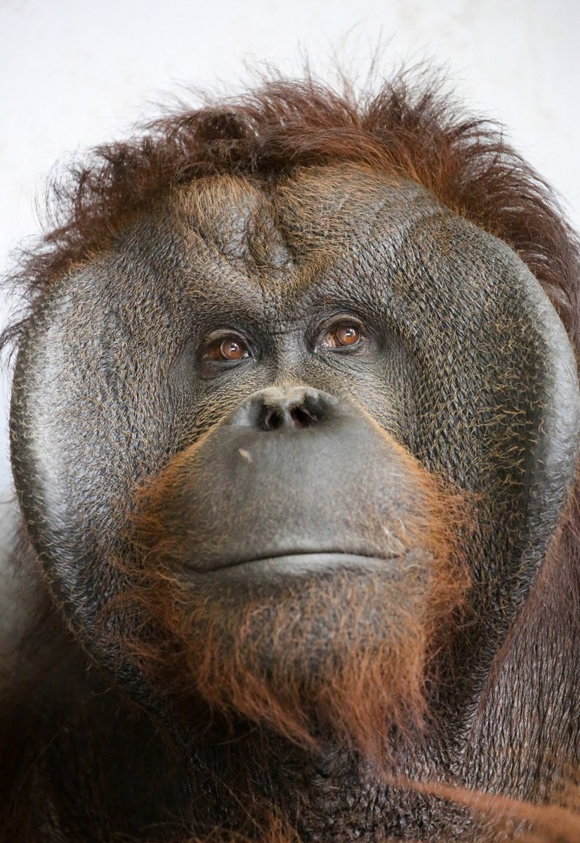 Live Zoo In あさひやま オランウータンの90kgをこえる優位雄は フランジとよばれる顔のヒダ 横のでっぱり が特徴です 旭山動物園のジャックも立派なフランジ By Sakurai Livezooinasahiyama 旭山動物園 オランウータン ジャック 優位雄