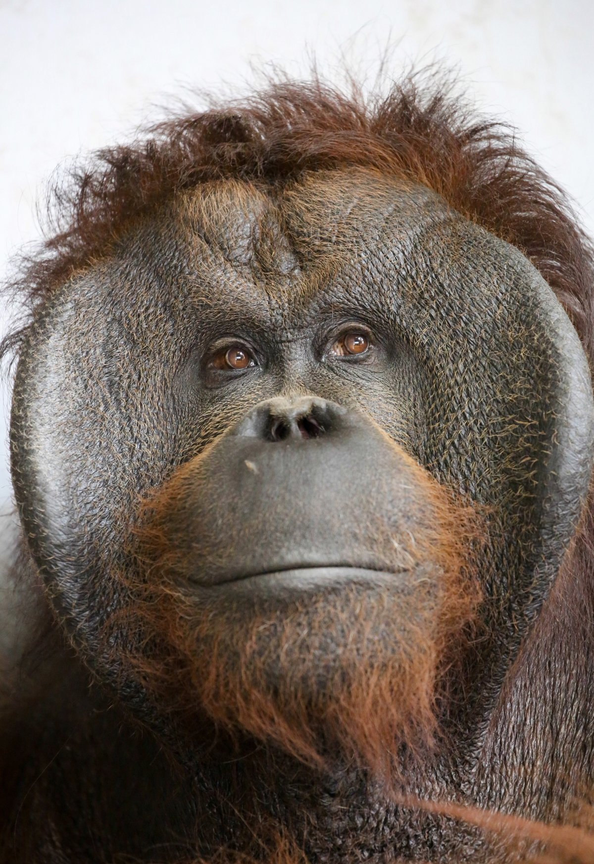 Live Zoo In あさひやま オランウータンの90kgをこえる優位雄は フランジとよばれる顔のヒダ 横のでっぱり が特徴です 旭山動物園のジャックも立派なフランジ By Sakurai Livezooinasahiyama 旭山動物園 オランウータン ジャック 優位雄