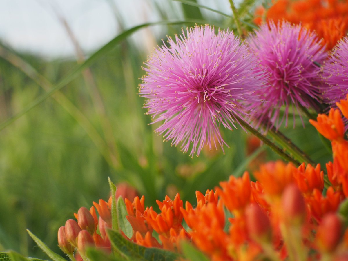 jfischerbotany's tweet photo. Loving the Konza prairie so far with @HERSInternship !! #HERS2019 https://t.co/t5OFjyIJh4