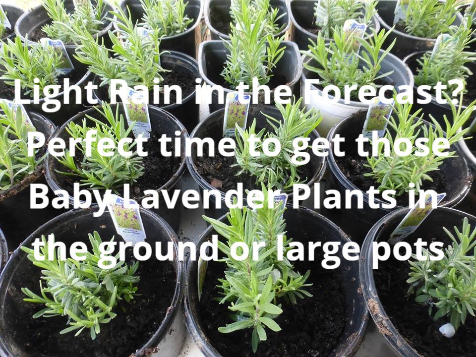 A light rain in the forecast!.... Perfect for getting those baby lavenders in the ground or large pot!! We will be at the Franklin Farmers Market on Saturday with Baby Lavender Plants --- and Dried Bouquets! #mulberrylavenderfarm #shoplocal #franklinfarmersmarket #everysaturday