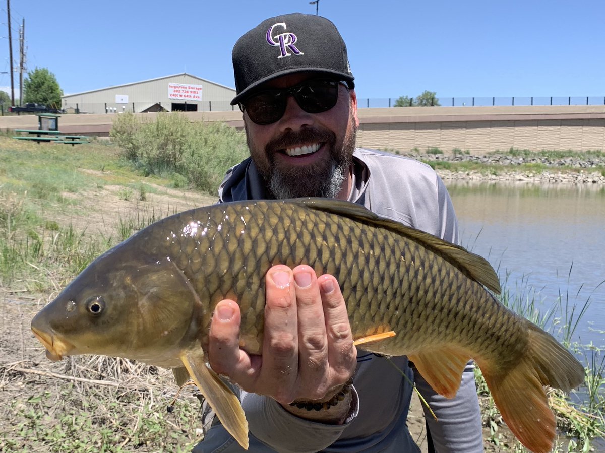 ChasingCarpTail's tweet photo. Been so GD busy this season, have barely gotten to #ChaseCarpTail at all. Finally had an awesome day with the ever talented @mattgraeve on one of loaded local spots. Even got my first #MirrorCarp
#FlyFishingCarp #CarpLife #SuckMyFly #Carpy https://t.co/osT52E70FK