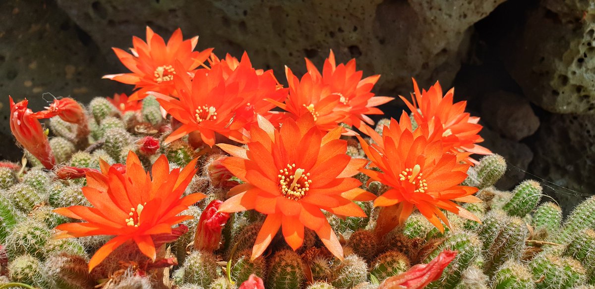 insuoh's tweet image. 색감이 화려하네.