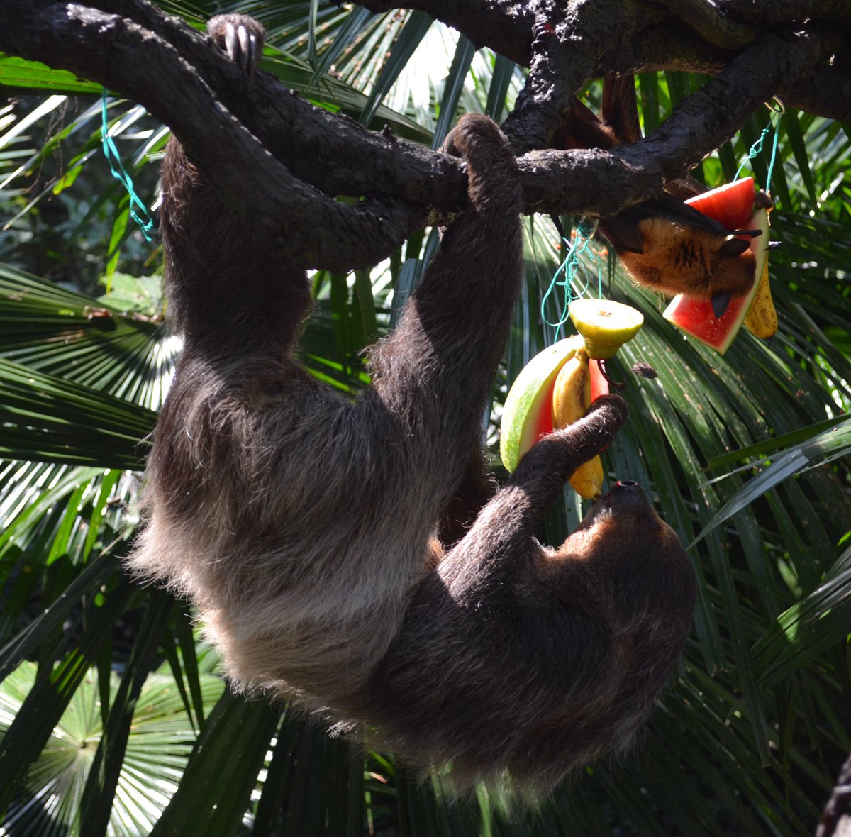 misstravels's tweet photo. My beautiful friend, Alba The Sloth. I love her more than any human. If you saw her in action youโd get it @SgZoo #singapore #sloth #animallover #slothfriend #slothfriday #remarkabletravels #zoo https://t.co/HDDuRRTEsV