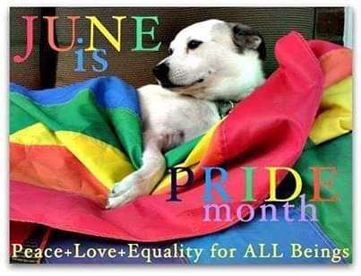 Love Is Love Is Love 🌈🐾🐾🌈! #PrideMonth #LGBTQPride #LoveWins  #SupportLGBTQYouth   #LOVEALLCREATURES🌈 @eulaly_2 @Denise59601 @WickedEyes22 @WipeHomophobia @srachel87 @ShyBernie @jrtpld @ivorybluemusic @FunderburkBobby @TheFoxyMistress @Love_Promise_S
