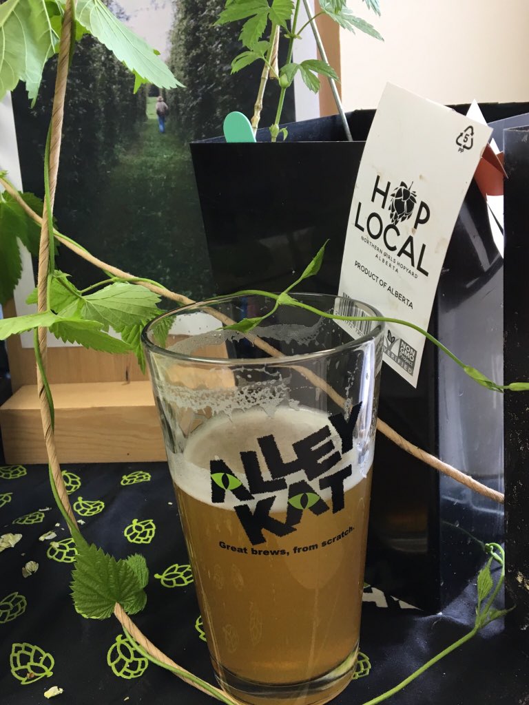 Hoppin’ at the Kat tonight. LAST HOP PLANT SALE @alley_kat_beer 5 to 7 pm. And the mighty fine of course 😉 #abbeer #drinklocal #hops #ABHops #alleykatbeer