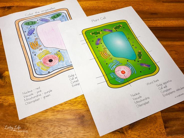 MSOM_Blog4Moms's tweet image. Plant Cell Coloring Worksheet buff.ly/2XueECn #science