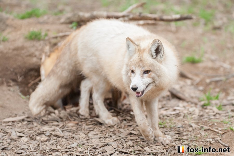 ユミ！！お取り置き☆茶プラチナキツネ お食事中キツネ | 茶プラキツネ | キツネ写真館