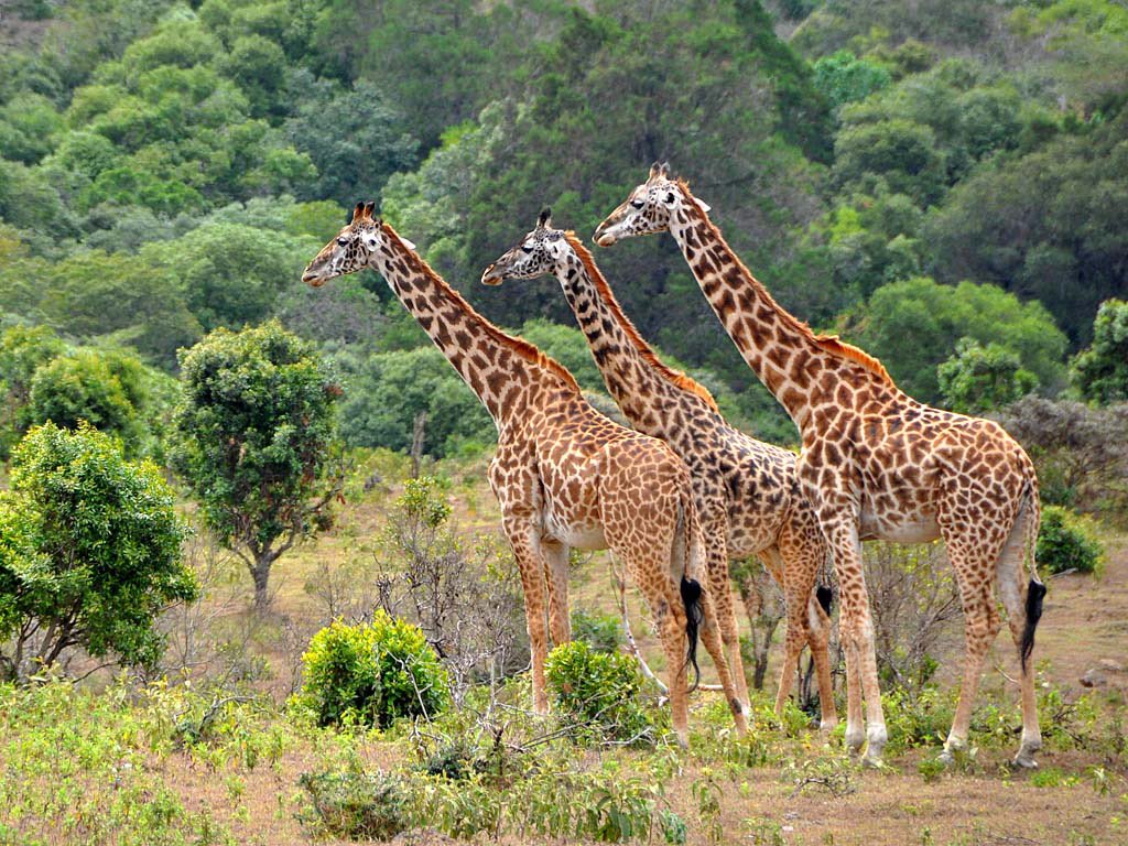 L A K E  M A N Y A R A  N A T I O N A L P A R K
•🦒
Here’s some mega fauna seen so far throughout #lakemanyaranationalpark
•🕊
Welcome Tanzania 🇹🇿 for sightings #wildlife #goodfriend #greatfood complete immersion in a new #culture & endless #game 
👨‍💻👩🏼‍💻@kimzebraadventuressafaris