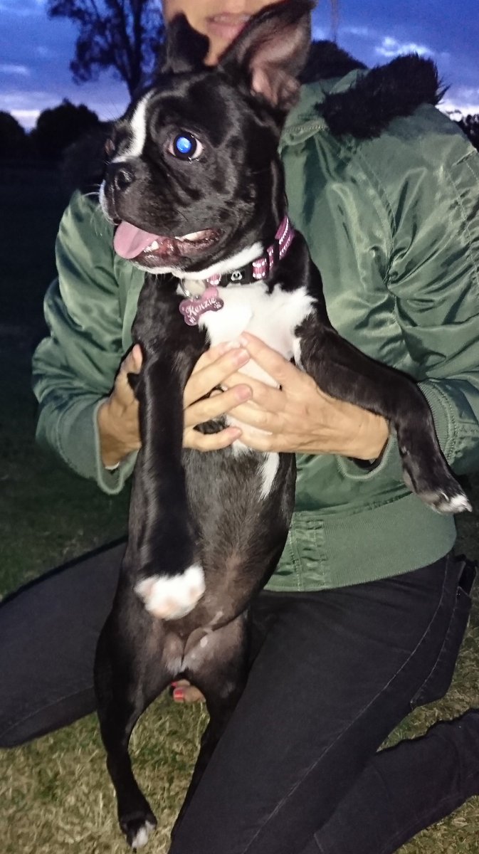 boston terrier x staffy