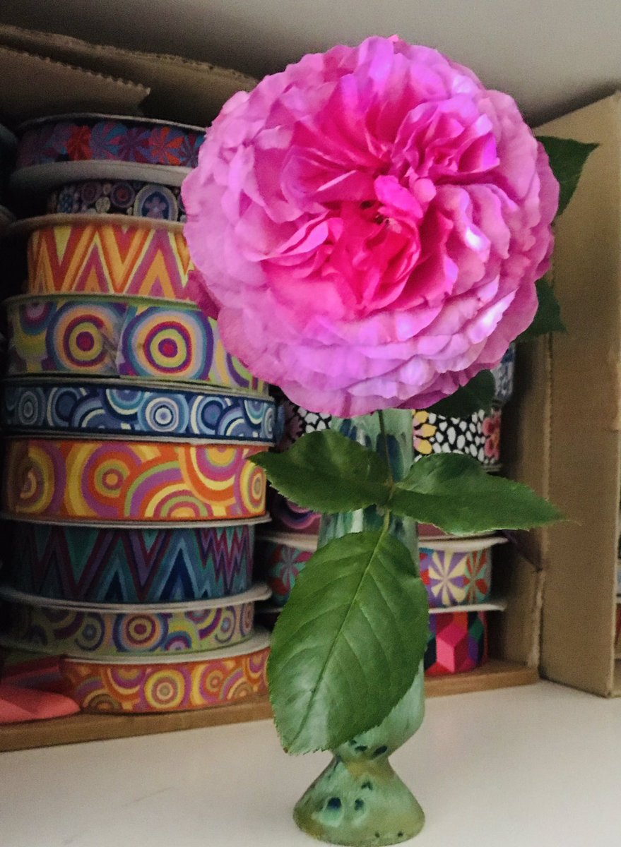 The first cutting From our Kaffe Fassett rose bush. Only wish Twitter could share the sent to. More info available from - rosen-tantau.com/en/kaffe-fasse…
