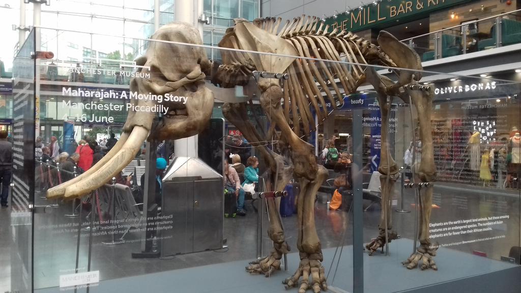 DentoLegal's tweet image. Elephant in the room in Manchester
En route to Bristol for Insight into Complaints. Lots to talk about #localresolution #dentalcomplaints no elephant in the room there.