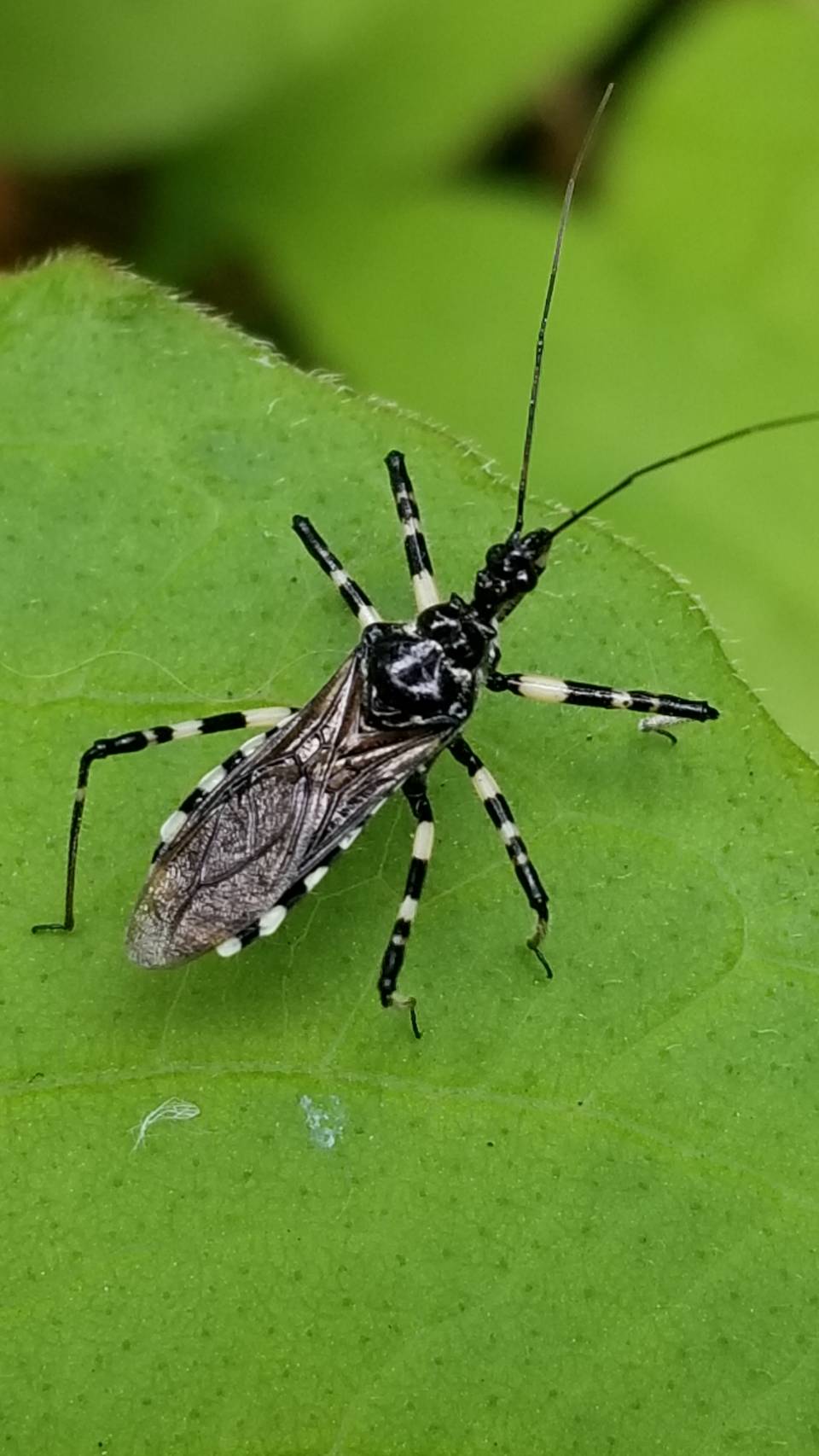 Yoko Ito シマサシガメ 庭で見つけた 脚が白黒模様の縞刺亀虫 カメムシ目とか 虫 Insect Weevil シマサシガメ Sphedanolestesimpressicollis カメムシ目カメムシ亜目 サシガメ科モンシロサシガメ亜科 体長13 16mm Photo