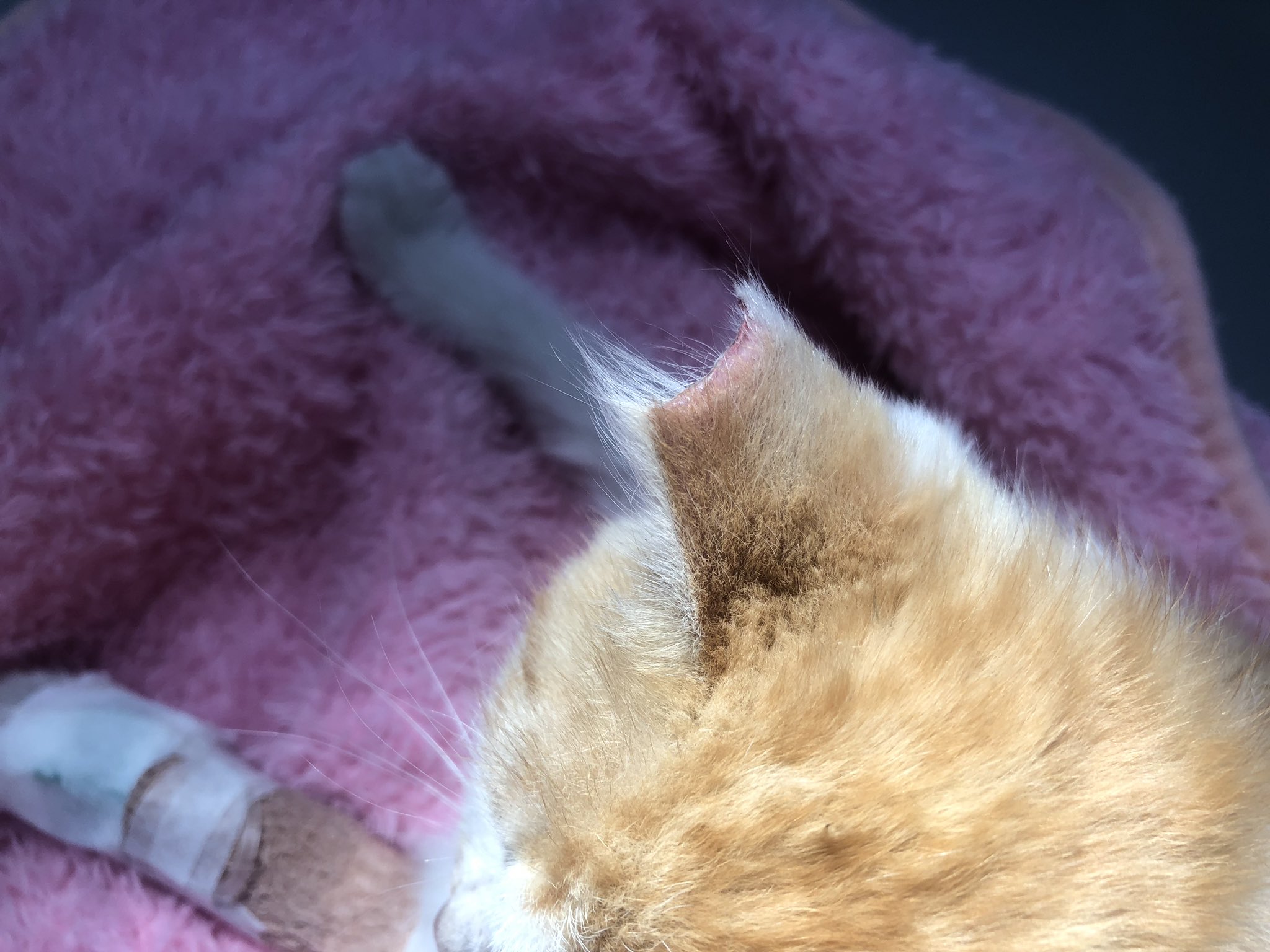 Rootstock ショック状態にあり 痛みと低体温で震え かなり危険な状態 そしてなぜか 耳が一直線に切断されてる なぜ 生後2ヶ月くらいの子猫やからtnrの耳カットでは絶対無い 道路の真ん中にいて カラスが狙ってたらしいので交通事故かとは