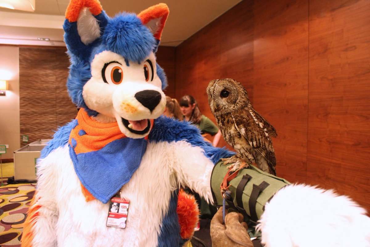 We wanted to howl, but we were told we weren't allowed to. Nothing in the rules said we couldn't owl, though! #DumbDogs #PrettyBird #FursuitFriday #CFz2019
✂️ <a href="/MadeByMercury/">Made By Mercury</a>
📸 Amy-Rose from Gentleshaw
🦉 Treacle