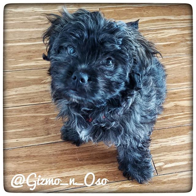 Gizmo_Lowrance's tweet image. No, really, I want some of that! Don&apos;t tell my brother tho.  #brothersmayhem #cutestpuppyever #prapso #prapsopuppy #malshi #maltesemix #shihtzumix #puppylove #tinydogs #AdventureDogInTraining #assistanteditor #cutepuppies  #cutedogs #adorablepuppies #boo… bit.ly/2ZjKZML