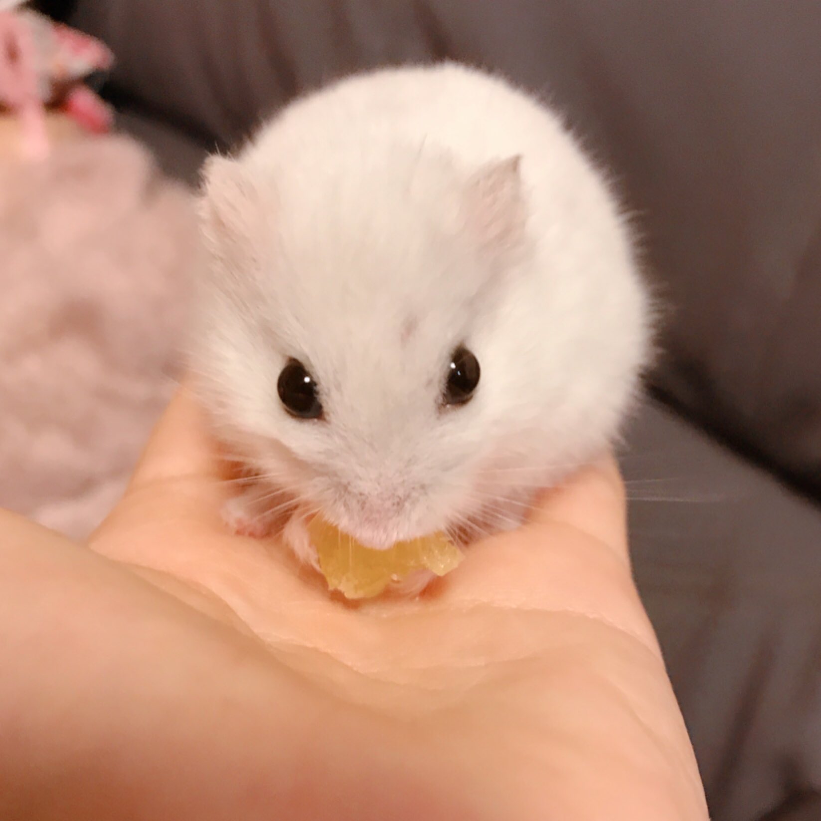 宇佐見うさみ 必読 わたしが昔飼ってたはむちゃんがかわいい ジャンガリアンハムスターのオス スノーホワイト 名前はユキです T Co Beoweceb6r Twitter 宇佐見うさみ 必読 わたしが昔飼ってたはむちゃんがかわいい ジャンガリアンハムスターのオス スノーホワイト 名前はユキです T Co Beoweceb6r Twitter