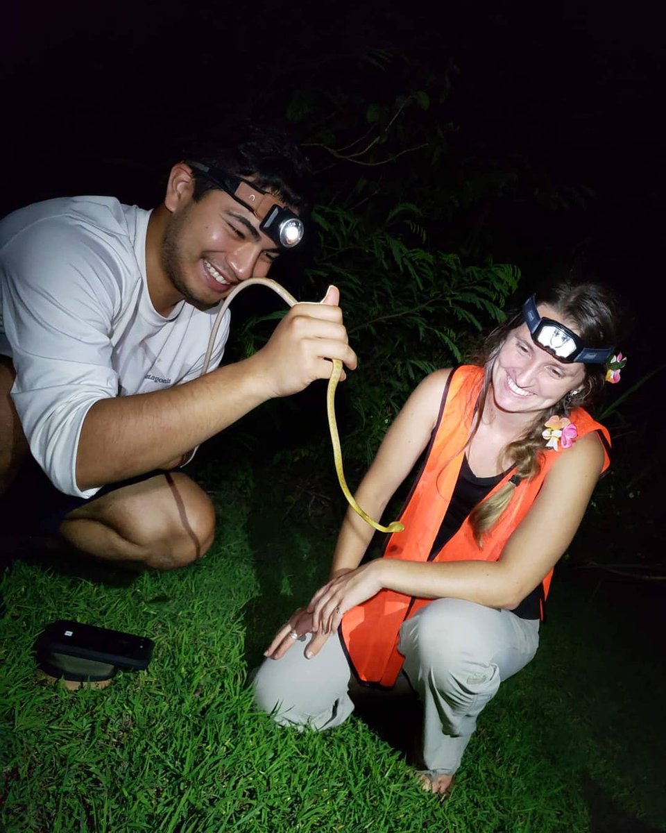 TheEBLProject's tweet photo. This week the EBL team went out Brown Treesnake searching! https://t.co/dHvphiE10R