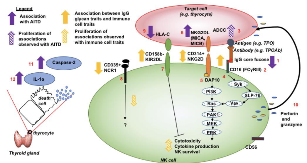 Gordan Lauc (@gordanlauc) on Twitter photo Glycans are the main drivers of inter-individual variability. In this large study on Twins, they contribute to understanding of autoimmune thyroid disease. biorxiv.org/content/10.110… Glycans are the main drivers of inter-individual variability. In this large study on Twins, they contribute to understanding of autoimmune thyroid disease. biorxiv.org/content/10.110…