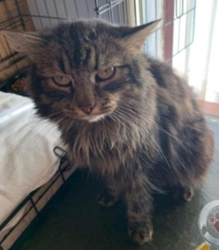 AlanDaffern's tweet photo. #MissingBella female long haired #GreyTabby #Lost Crowden Road, #Moston #M40. Missing since 3/6/19. Bella is a ex-stray and is new to the area. Can you please keep a look out for Bella & spare a few moments of your time to check around your garden/out-buildings. 07783565835 https://t.co/lXTU0l9awj