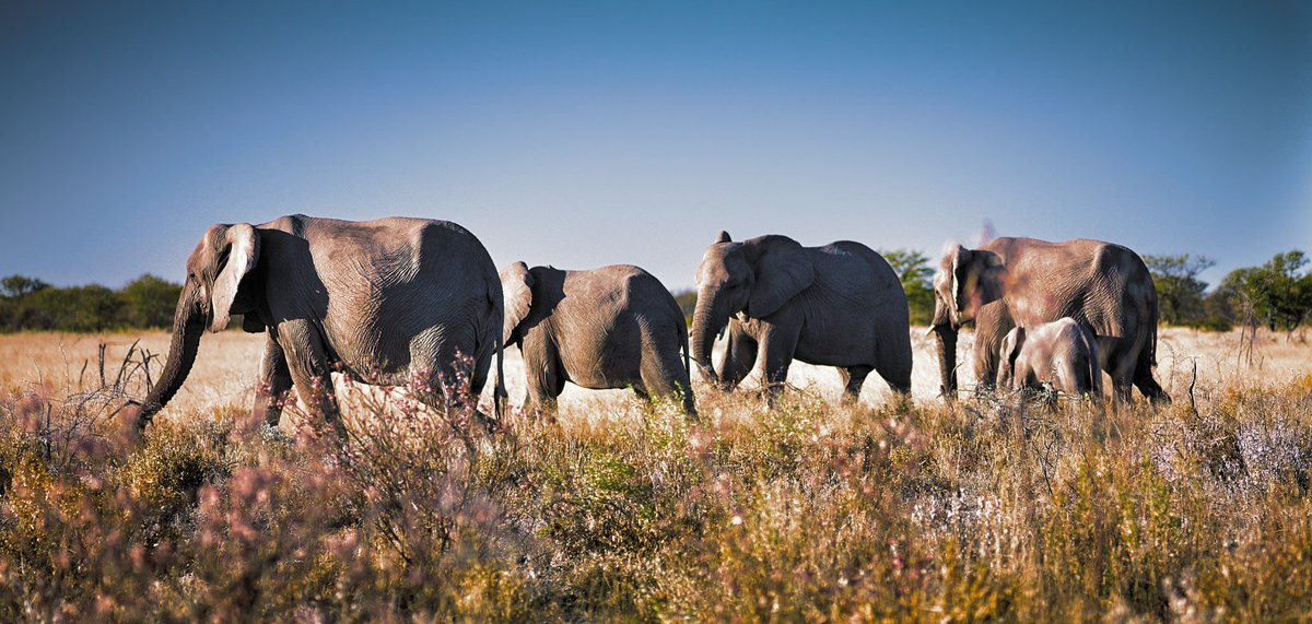 A family of elephants
Photo shot by Thomas S
#animals