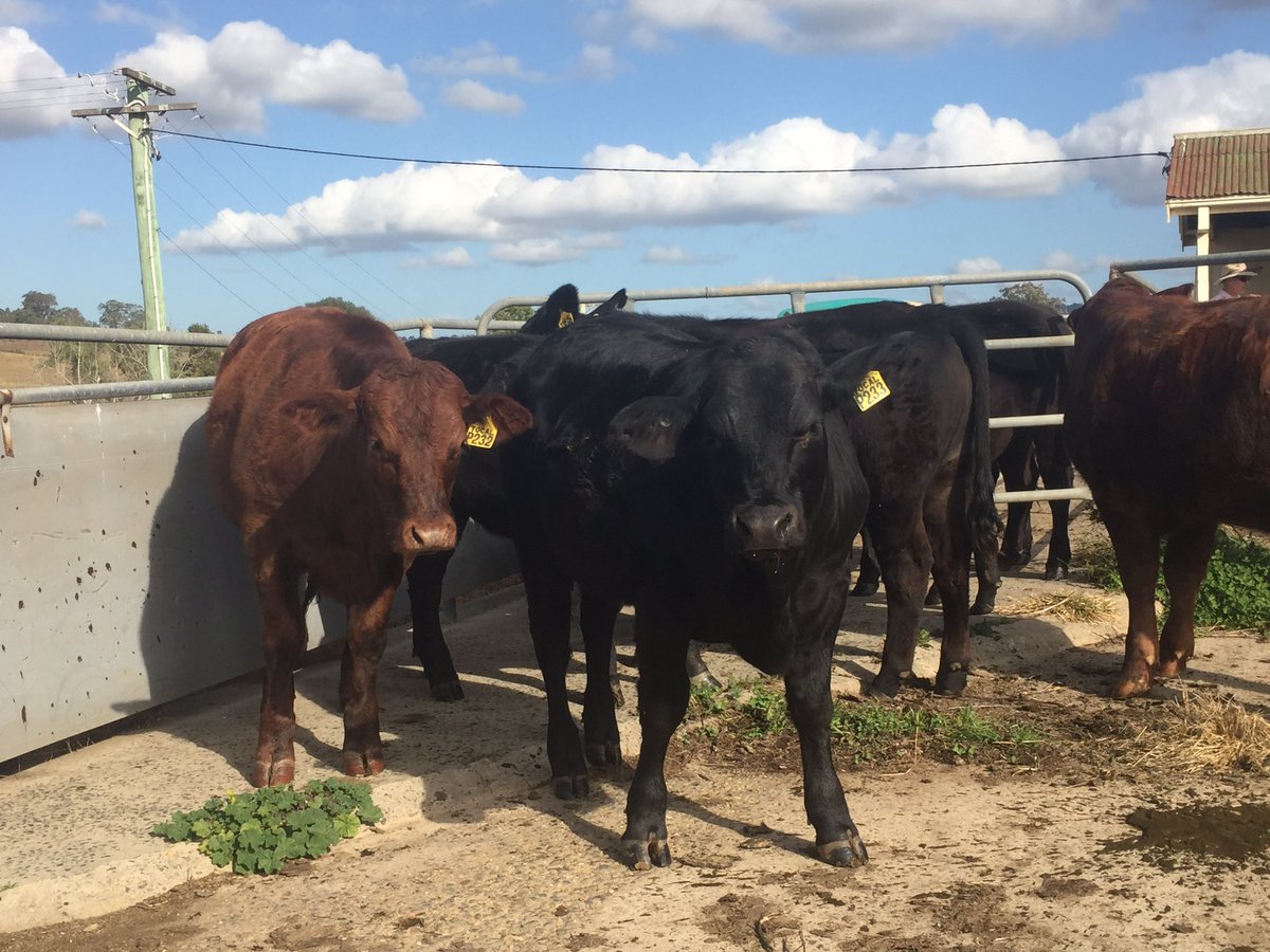 RedMaidsinOz's tweet photo. Had fun at Camden today on an agriculture trip. We vaccinated, drenched and flipped sheep and then sorted out the cattle into different haddocks. Had a great day! - Lily and Rosie https://t.co/qgh4Bk78x9