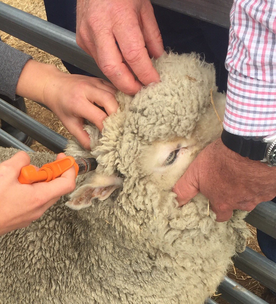 RedMaidsinOz's tweet photo. Had fun at Camden today on an agriculture trip. We vaccinated, drenched and flipped sheep and then sorted out the cattle into different haddocks. Had a great day! - Lily and Rosie https://t.co/qgh4Bk78x9