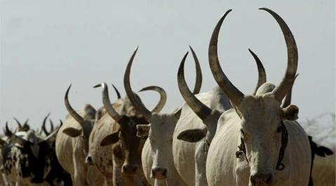 tinyemushe's tweet image. #afritecture , achitecture that is inspired by African culture. Sighted in south Sudan.